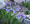 Nőszirom (Iris setosa)